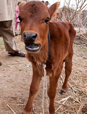 Does ZhangGilJah Represent The Heifer In Numbers 19?